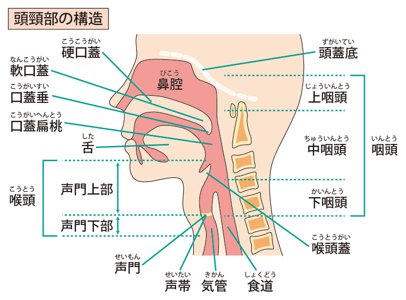 耳鼻科往診｜頭頸部がんのお話 | あい駒形クリニック 医療法人あい友会