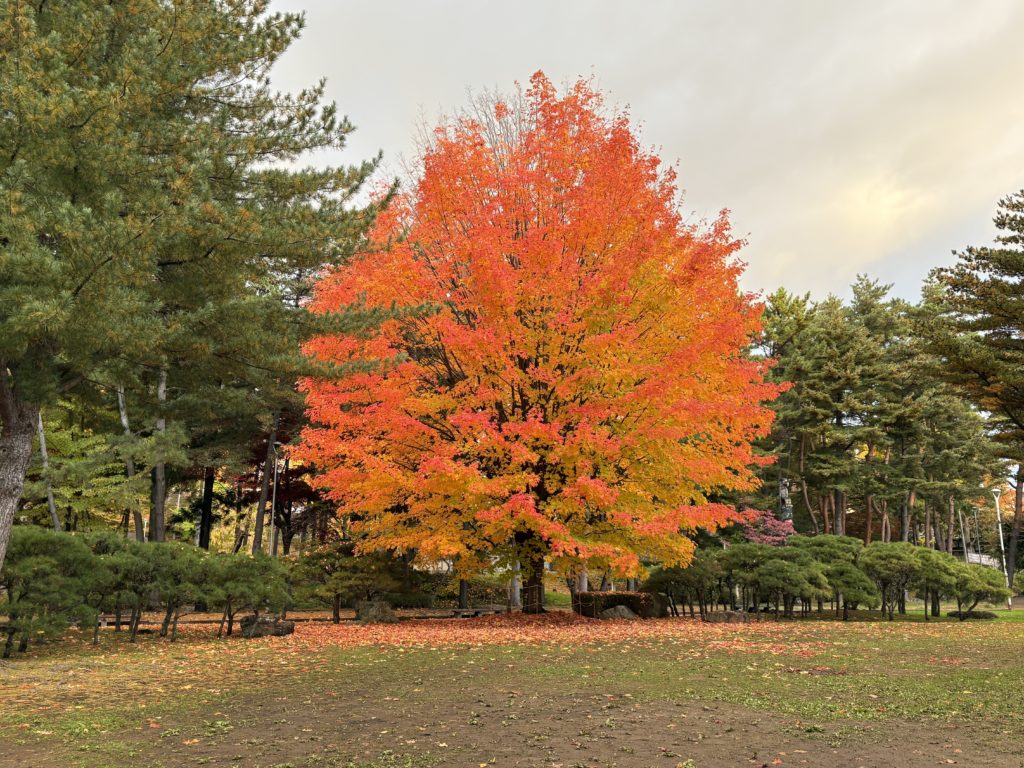 盛岡城址公園の楓